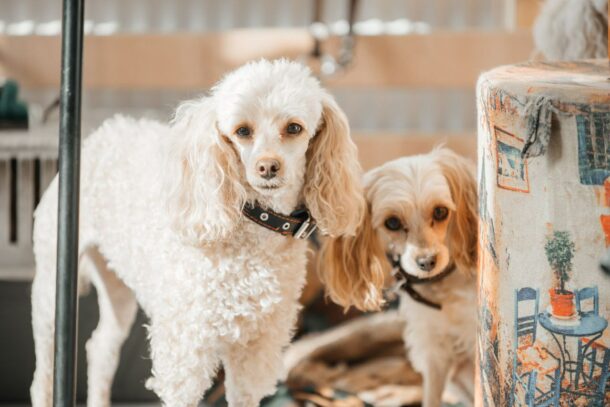 Пушистый цирк от «Звёздочек» — незабываемое шоу для детей!